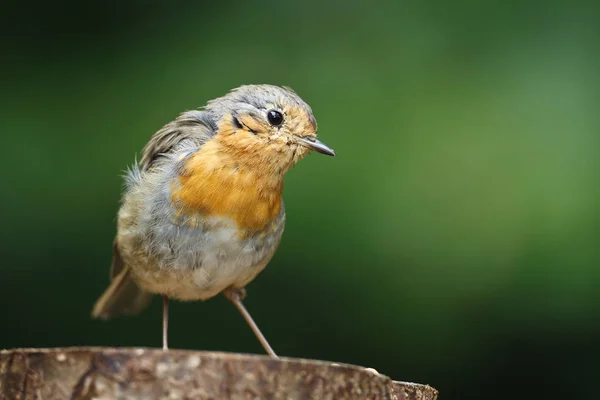 Robin vogel close-up — Stockfoto