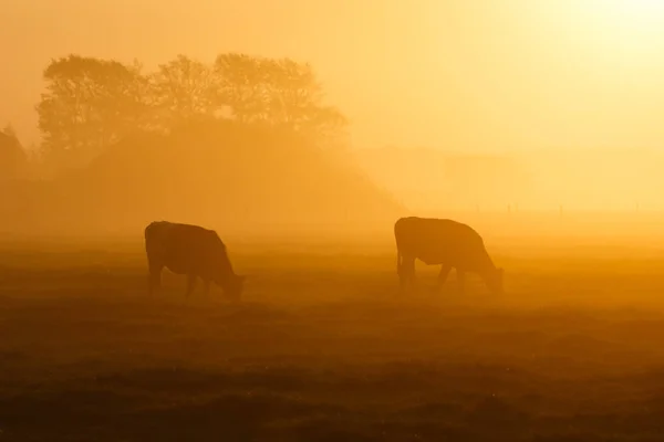 Vacas em uma manhã nebulosa — Fotografia de Stock