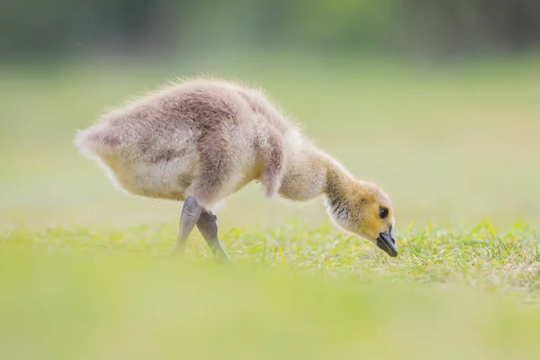 Cute little gosling — Stock Photo, Image