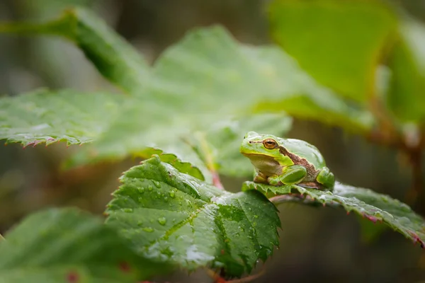 Grenouille arborescente — Photo