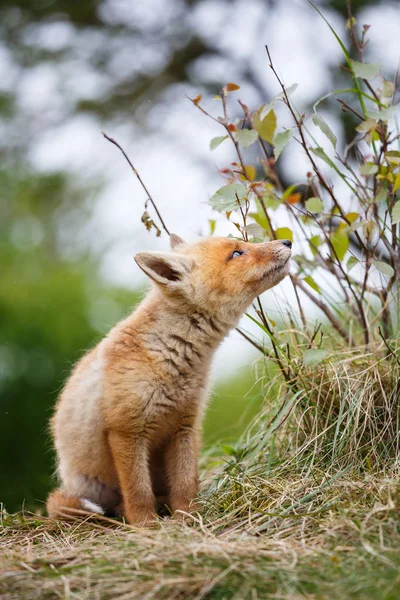 野生のキツネの赤ちゃん — ストック写真