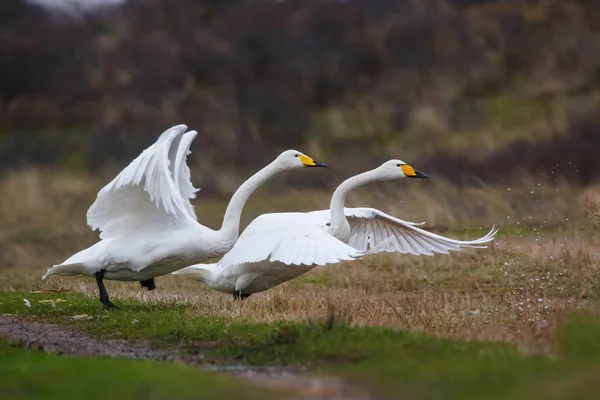 Deux cygnes décollent. — Photo