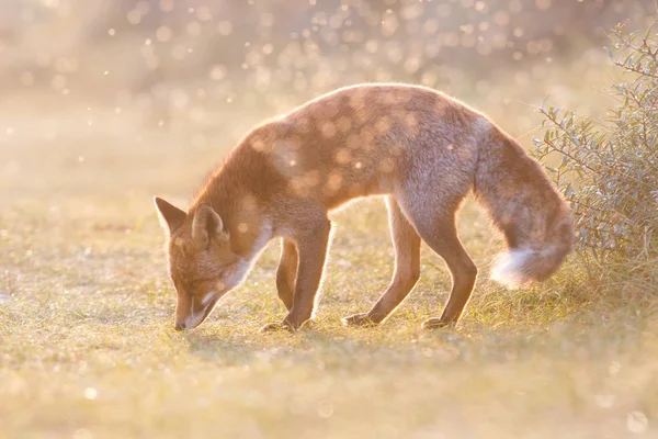 Volpe rossa sulla natura — Foto Stock