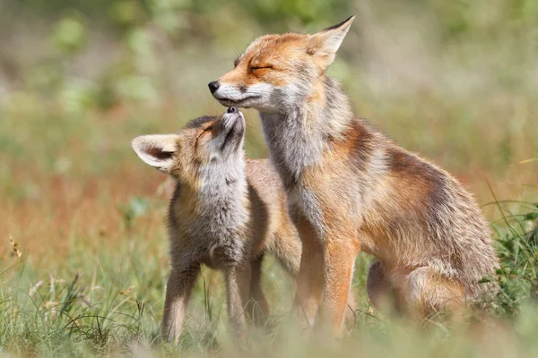 Rotfuchs mit Jungtier — Stockfoto