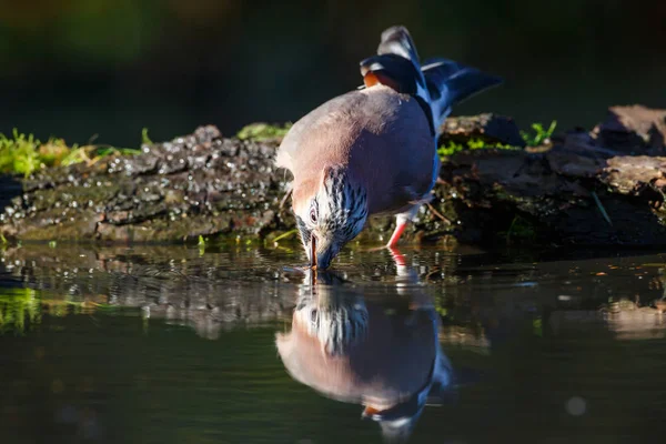 Jay bird drinking water