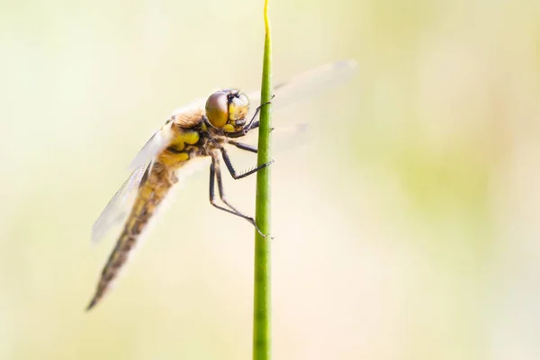 Macro imagem de damselfly — Fotografia de Stock