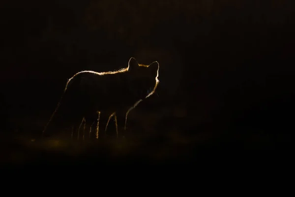 Red fox silhouet — Stockfoto