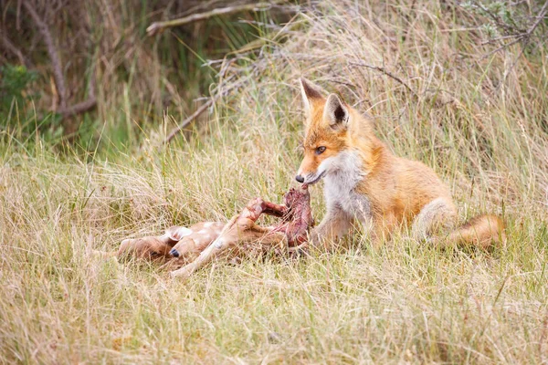 Red fox s kořistí — Stock fotografie