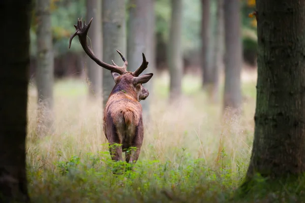 Renar med en bruten horn — Stockfoto