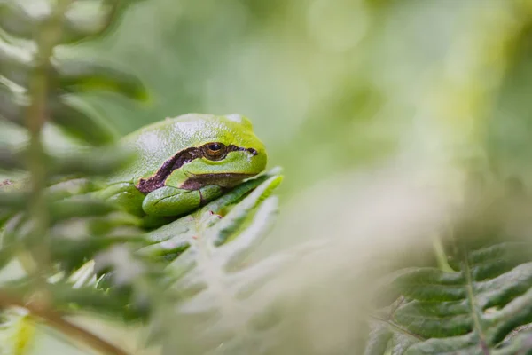 Rana arborícola europea — Foto de Stock