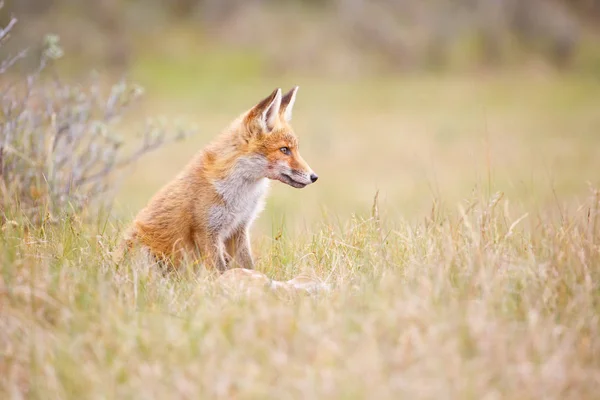 Red fox med byte — Stockfoto