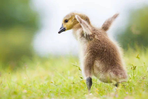 Cute little gosling — Stock Photo, Image