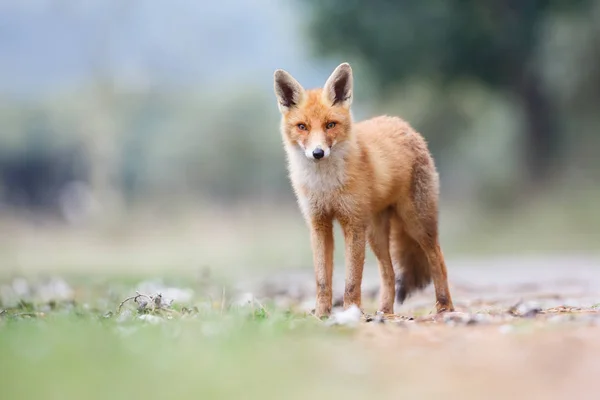 Salvaje zorro rojo cachorro — Foto de Stock