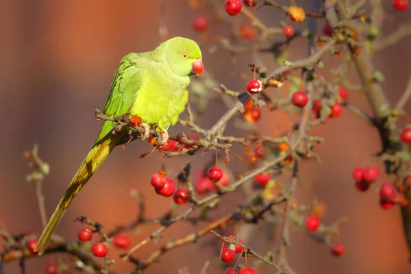 Rose-geringd parkiet — Stockfoto