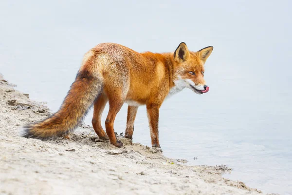 Fox iszik a patak — Stock Fotó