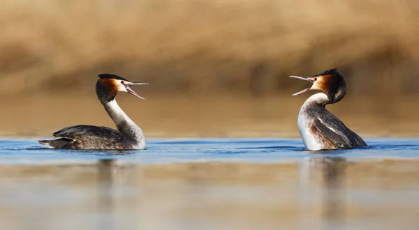 Combattre les oiseaux sur l'eau — Photo
