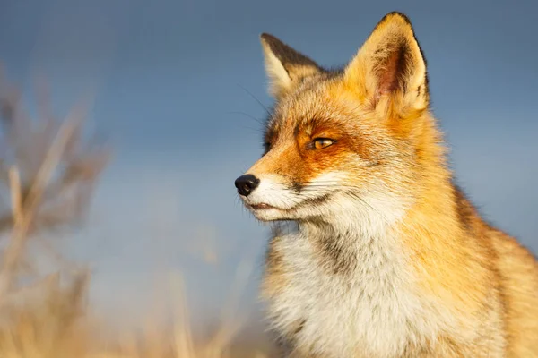 Portrait d'un renard roux — Photo