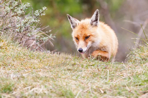 Wilde rode vos welp — Stockfoto