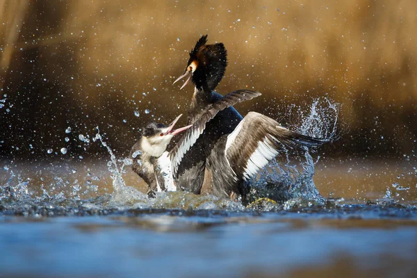Боротьба з птахами на воді — стокове фото