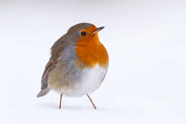 Rotkehlchen aus nächster Nähe — Stockfoto