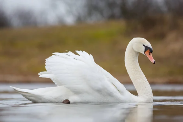 Oiseau cygne muet — Photo