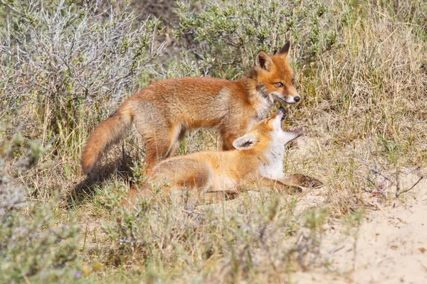 Dois filhotes de raposa vermelha selvagem — Fotografia de Stock