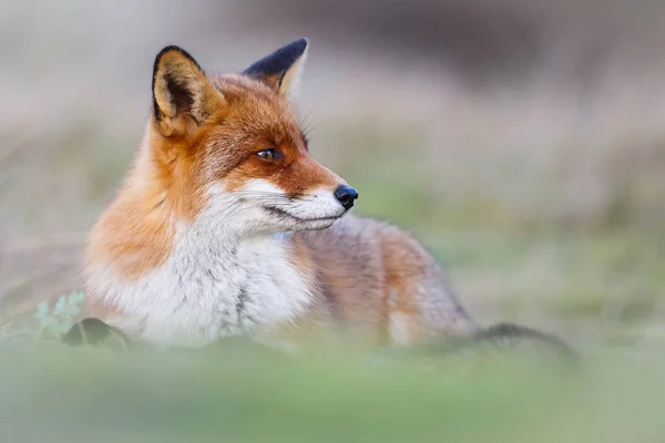 Wilde rode vos — Stockfoto