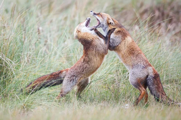 Luta contra as raposas vermelhas — Fotografia de Stock