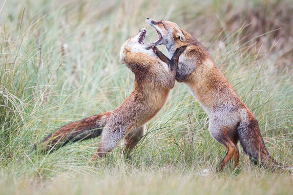 Fighting red foxes