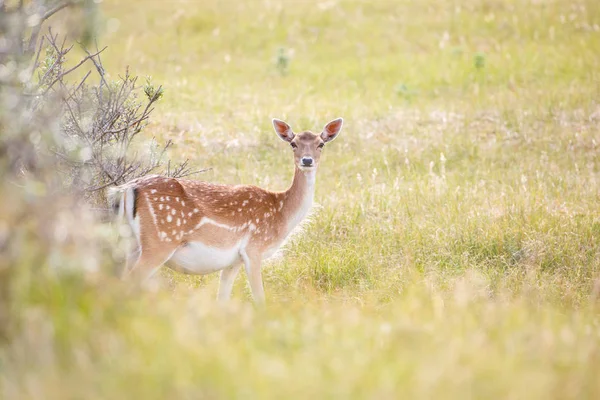 Damwild in der Natur — Stockfoto