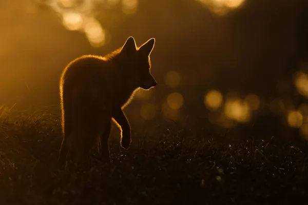 Red fox silhouette — Stock Photo, Image