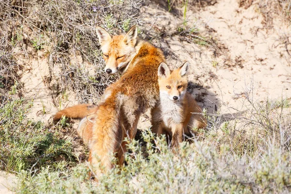 Raposa vermelha com filhote — Fotografia de Stock