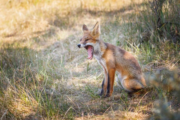 Wild red fox — Stock Photo, Image