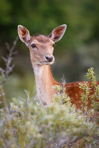 Jachères dans la nature — Photo