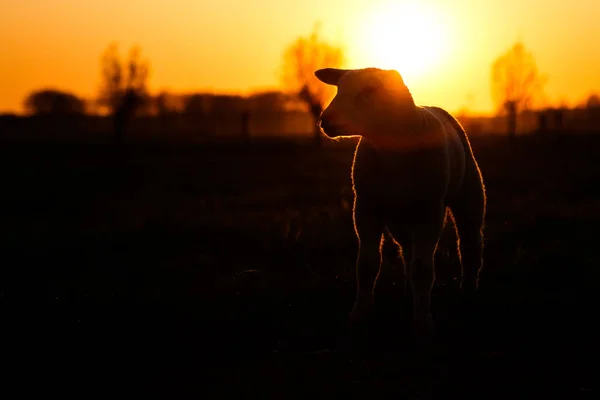 Lamb in beautiful light — Stock Photo, Image