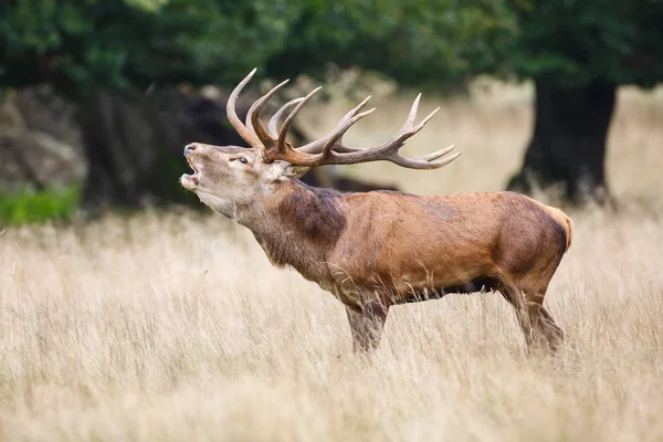 Üvöltő red deer szarvas — Stock Fotó