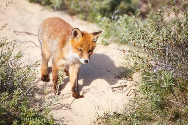 wild red fox cub