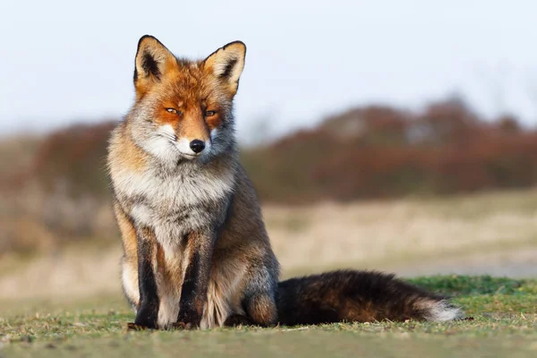 wild red fox