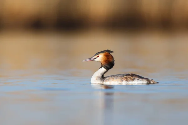 Grande Grebe Crested — Fotografia de Stock