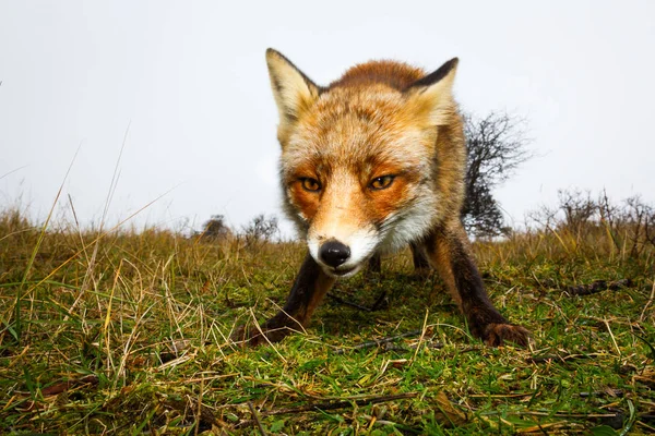 Wild red fox cub — Stock Photo, Image