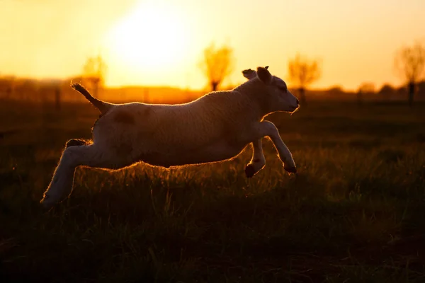 Vaca correndo na manhã nebulosa — Fotografia de Stock