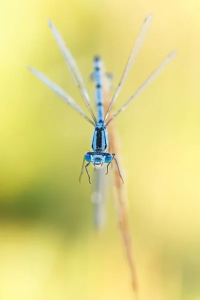 Makroaufnahme der Fliege — Stockfoto