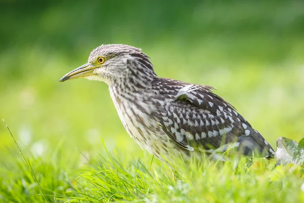 Zwart-gekroond nacht-heron — Stockfoto