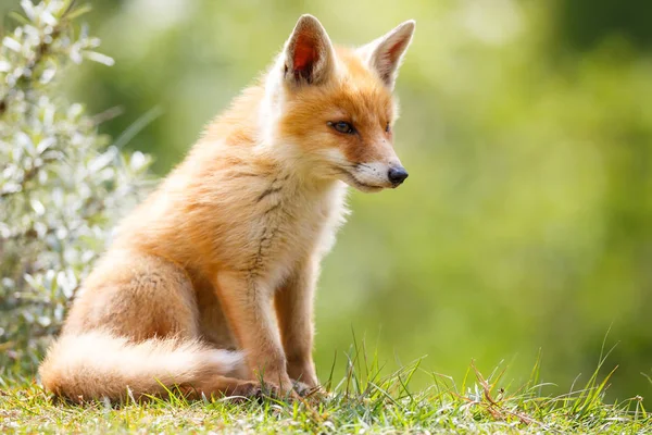 Cucciolo di volpe rossa selvatica — Foto Stock