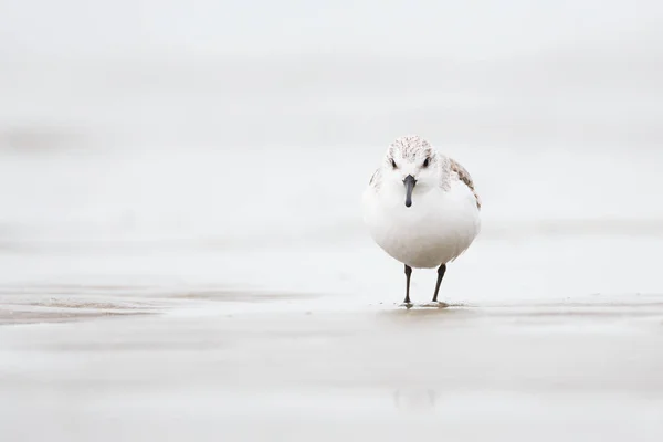 Oiseau à noeud rouge — Photo