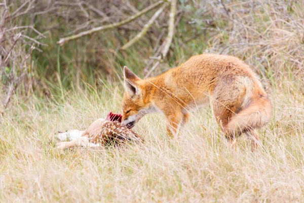 Red fox ze łup — Zdjęcie stockowe