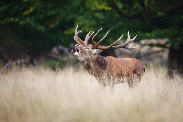 Cerf rouge rugissant — Photo