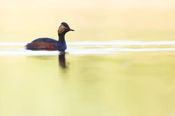 Nadar Grebe com chifres — Fotografia de Stock