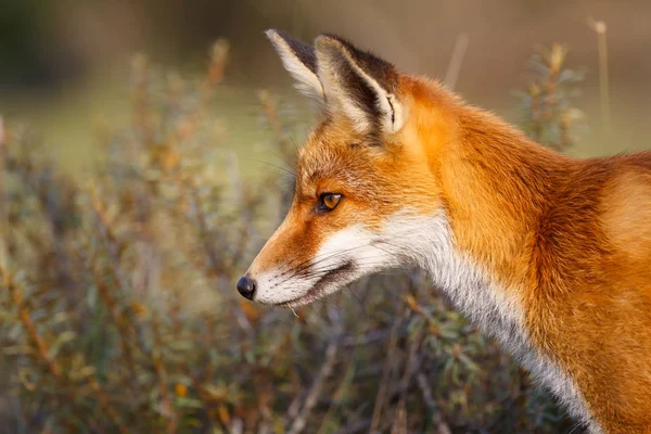 Kızıl Tilki portresi