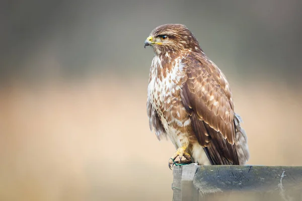 Pássaro buzzard em uma cerca — Fotografia de Stock